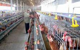 Đến 2015, Thanh Hóa có 1.250 trang trại chăn nuôi tổng hợp